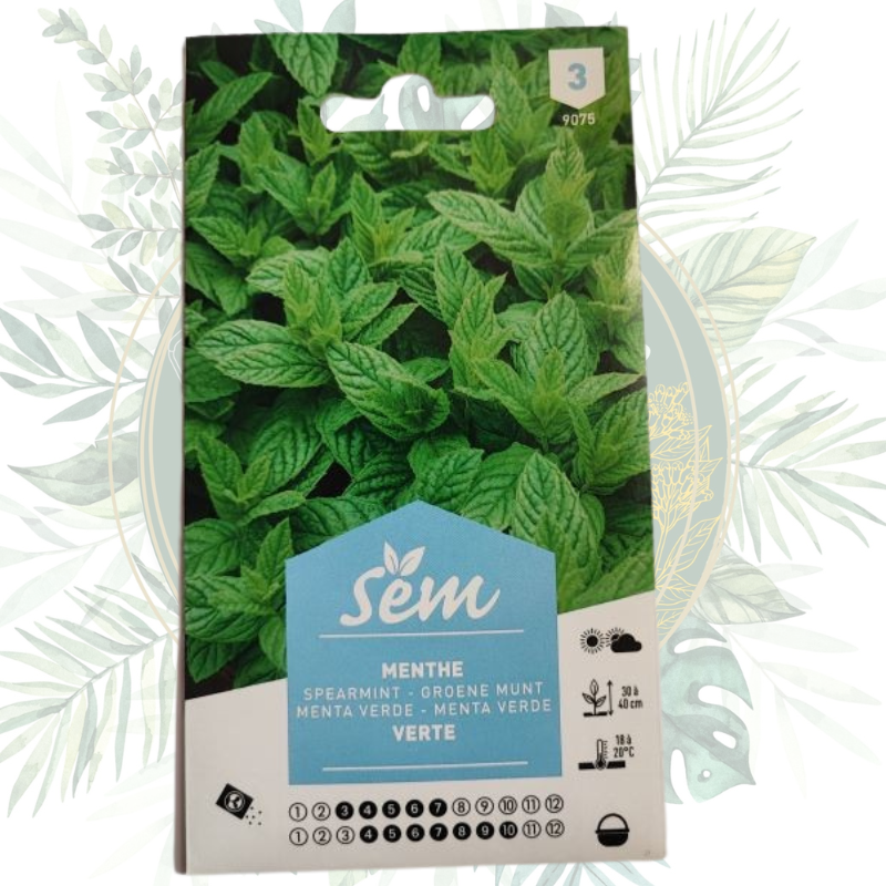 Menthe verte