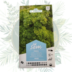 Persil frisé