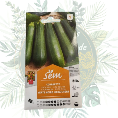Courgette verte noire maraîchère