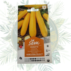 Courgette jaune Atena Polka F1