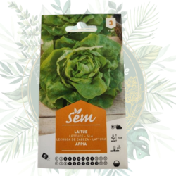 Semence Laitue Appia | Salade | Graines potager | Sanrival | Légumes