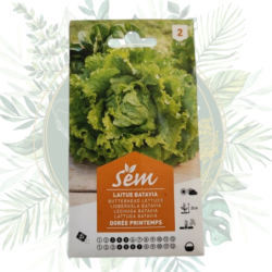 Semence Laitue Batavia Dorée Printemps | Graines potager | Salades