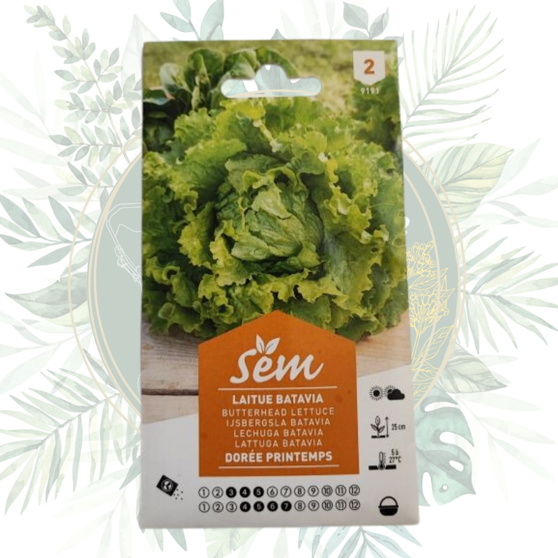 Semence Laitue Batavia Dorée Printemps | Graines potager | Salades