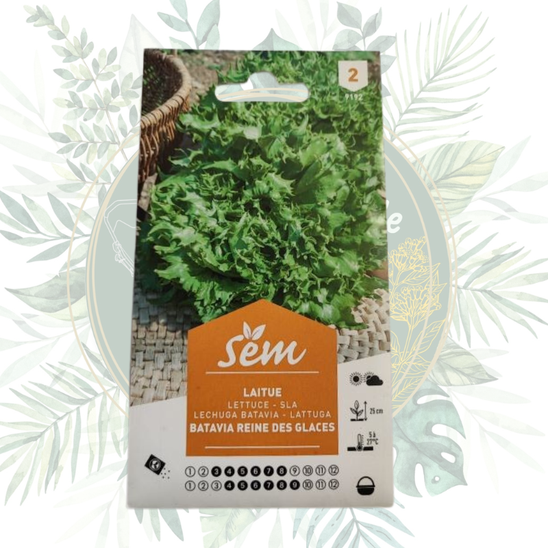 Semence Laitue Batavia Reine des Glaces | Graines potager | Légumes