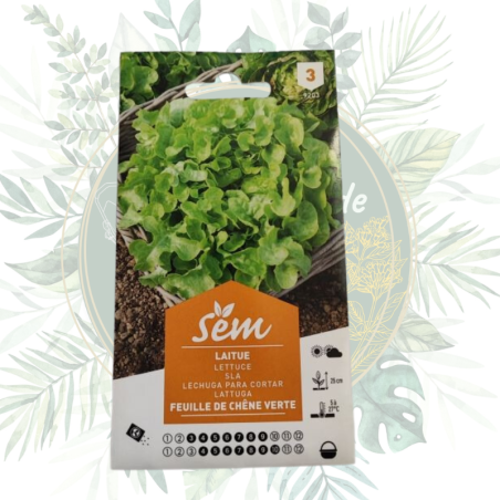 Semence Laitue Feuille de Chêne Verte | Graines potager | Salades