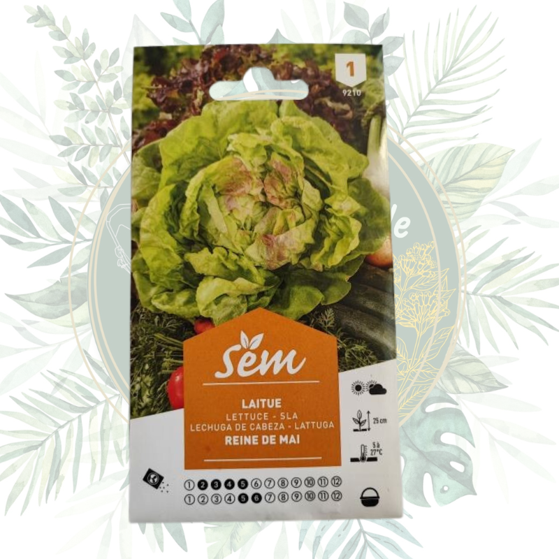 Semence Laitue Reine de Mai | Graines potager | Sanrival | Salades