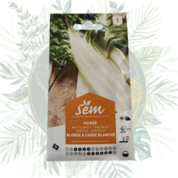 Poirée blonde à  carde blanche