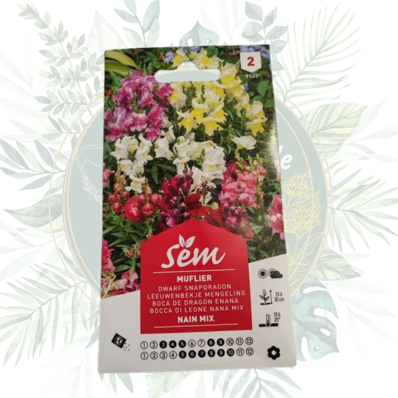 Semence Muflier Nain Varié | Graines fleurs | Jardin | Massifs floraux