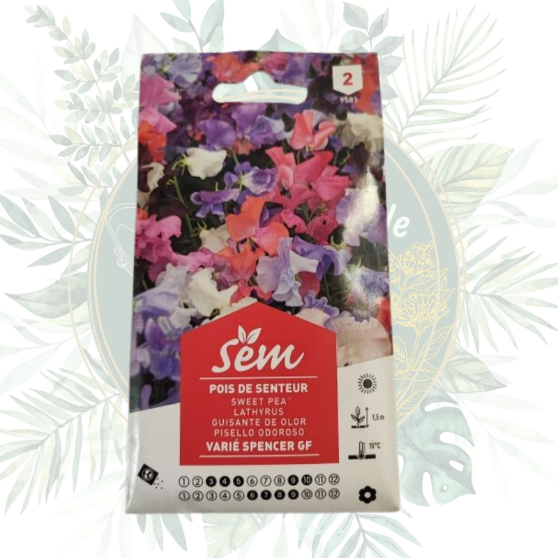 Semence Pois de Senteur Varié| Graines fleurs | Grimpante | Jardin