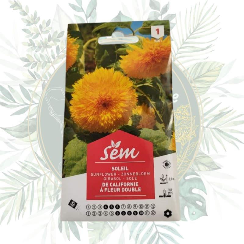 Graines de Sanrival Californie à fleur double | Acheter semence fleurs