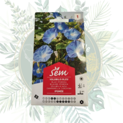 Semence volubilis bleu | Ipomée | Graines fleurs | Jardin | Grimpante