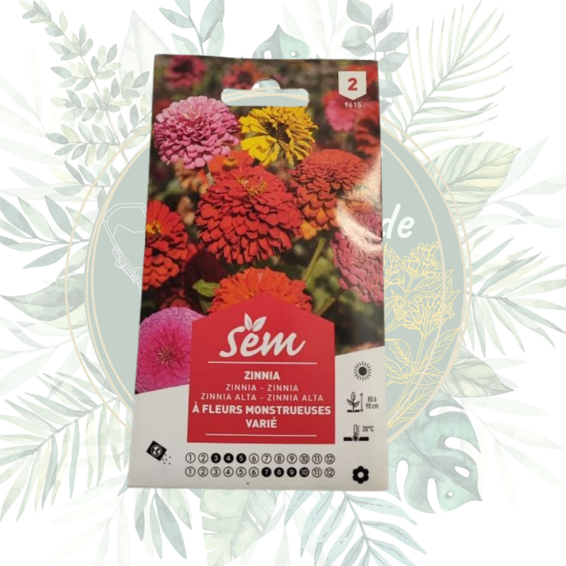 Zinnia à  fleurs monstrueuses varié