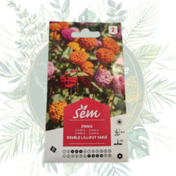 Graines Sanrival | Zinnia double lilliput varié