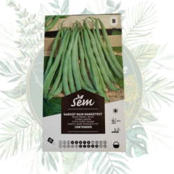 Haricot nain mangetout contender