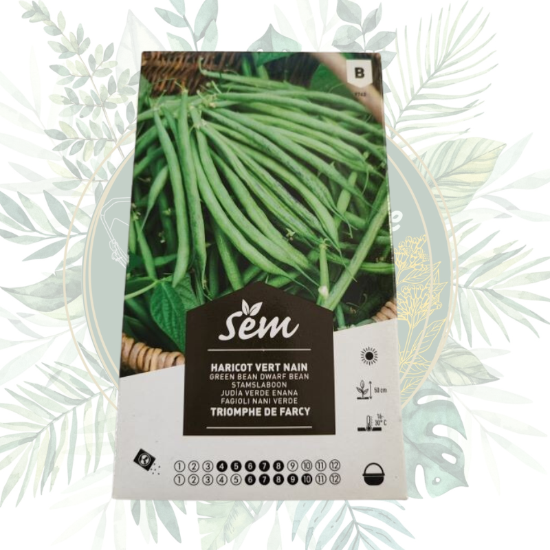 Haricot vert nain triomphe de farcy