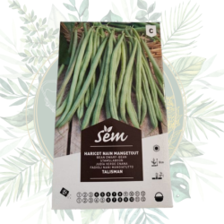 Graines de haricot nain mangetout talisman