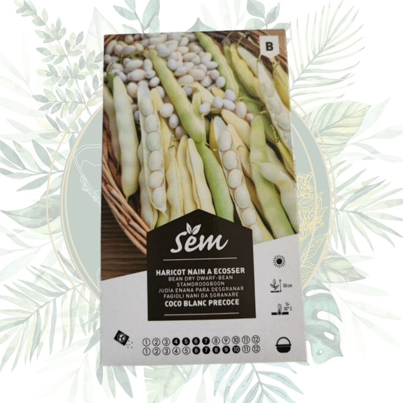 Haricot nain coco blanc précoce