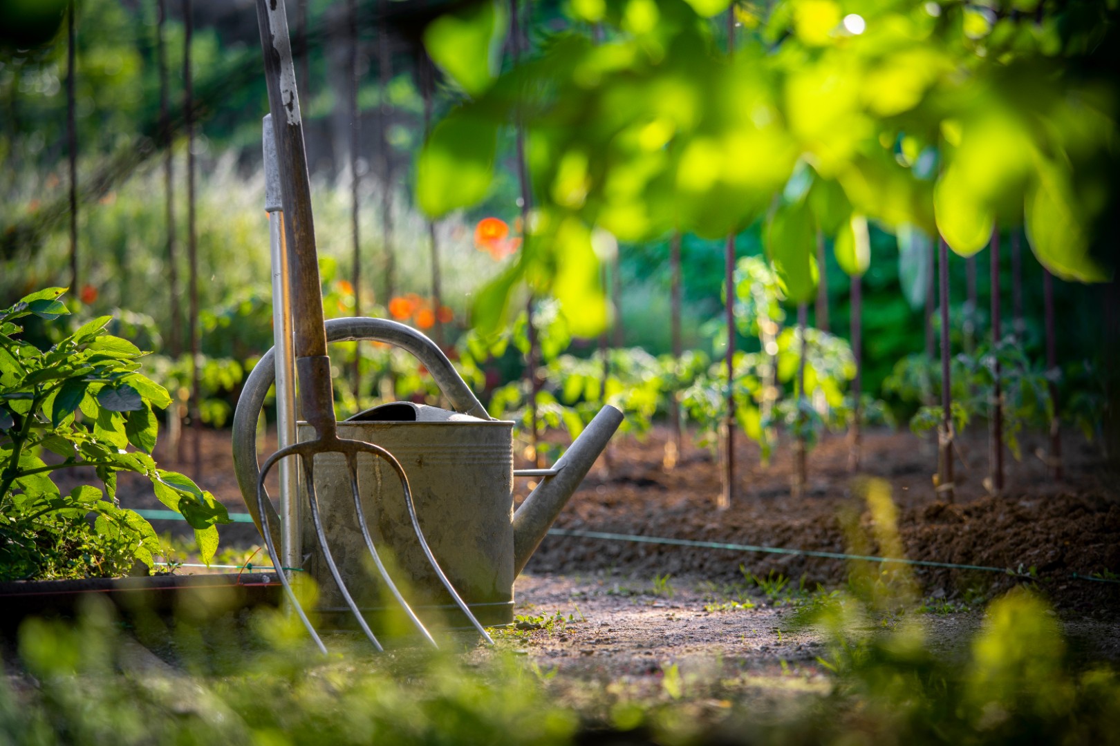 Potager