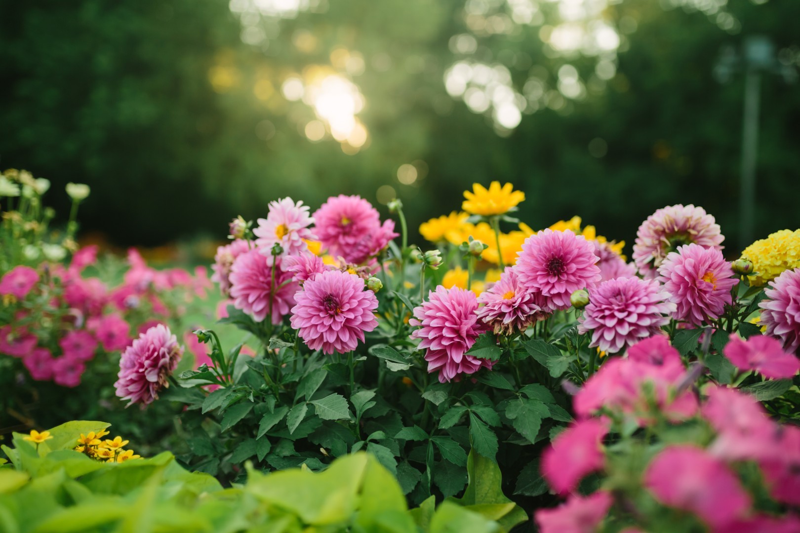 Fleurs